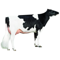 Matrix Bull Semen