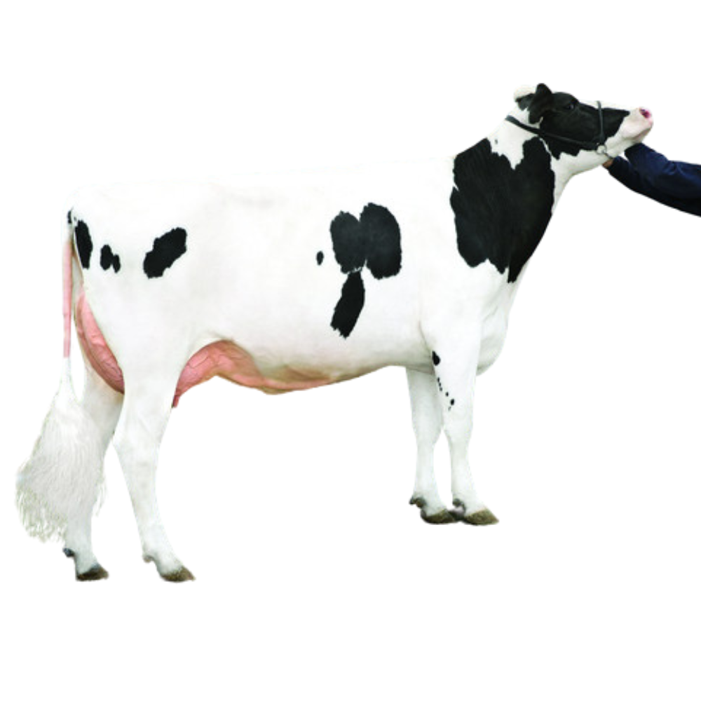 Melby Sexed Semen