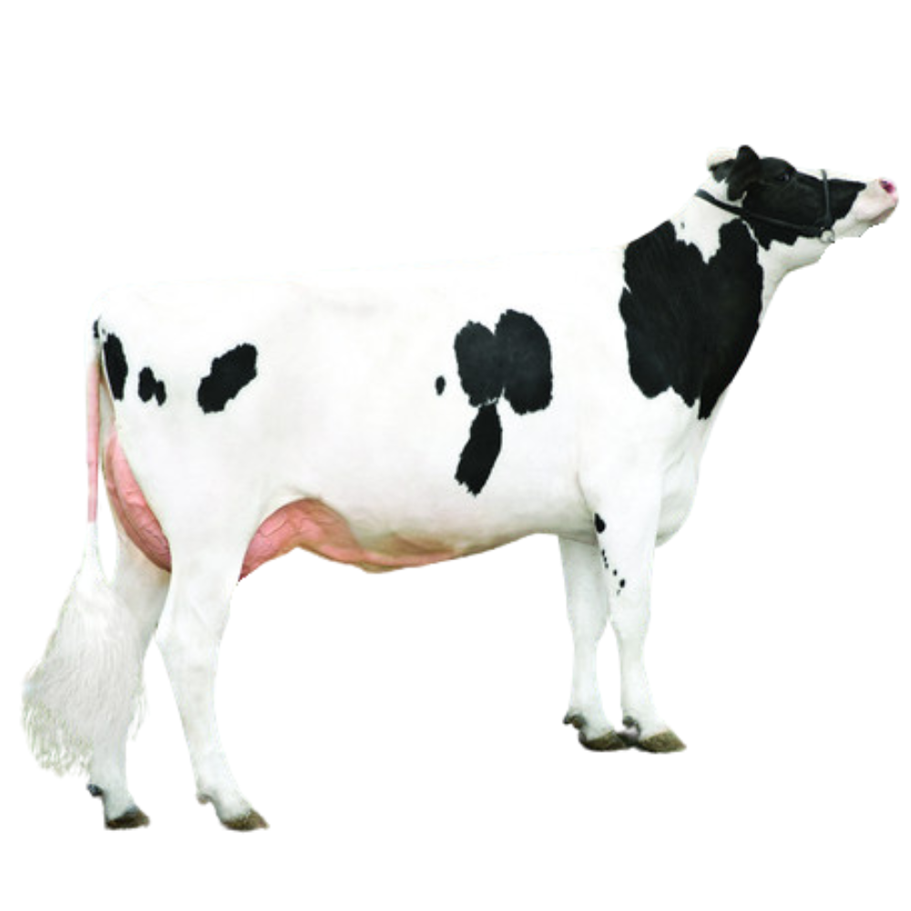 Melby Semen