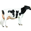Memphis Sexed Semen