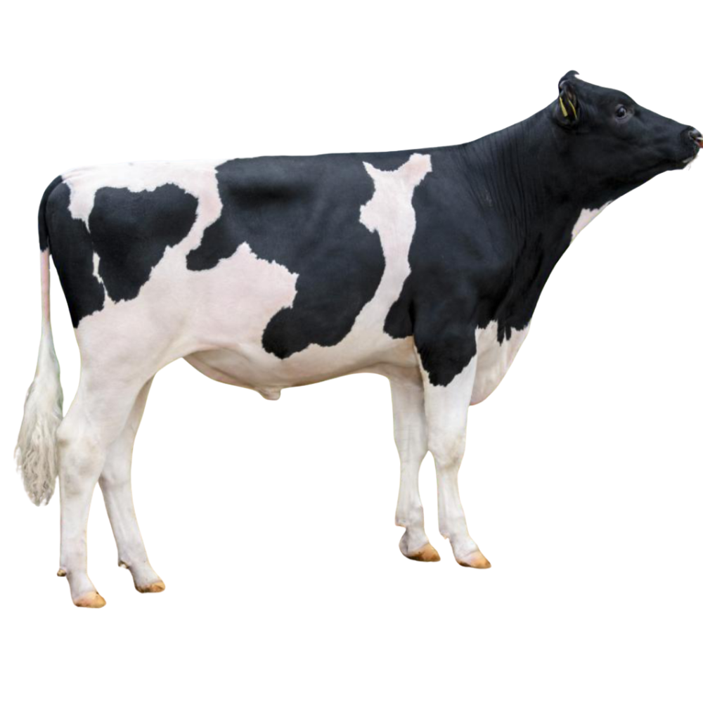 Mirak Bull Semen