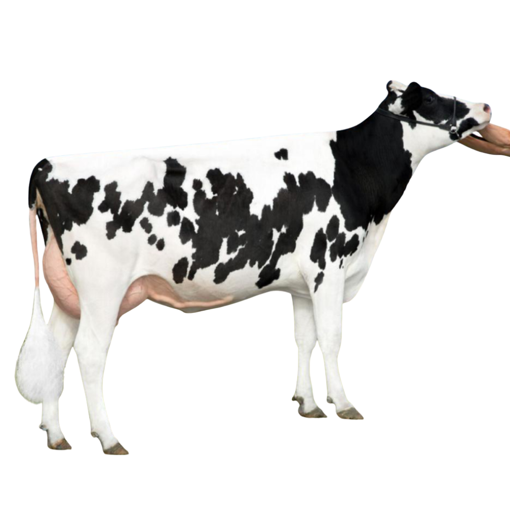 Mirak Bull Semen