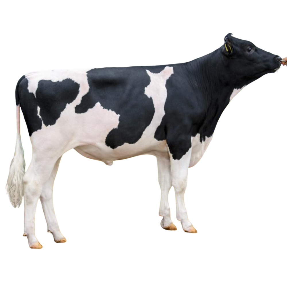 Mirak Sexed Semen