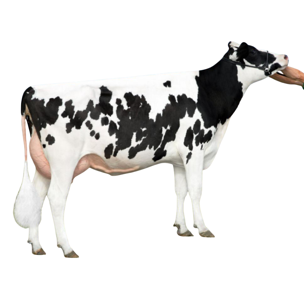 Mirak Sexed Semen