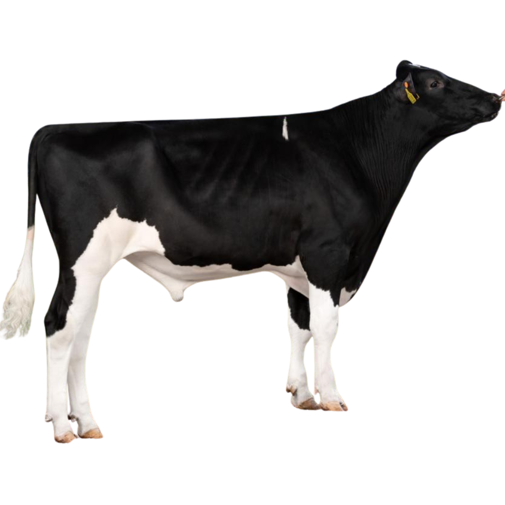 Moojo Semen