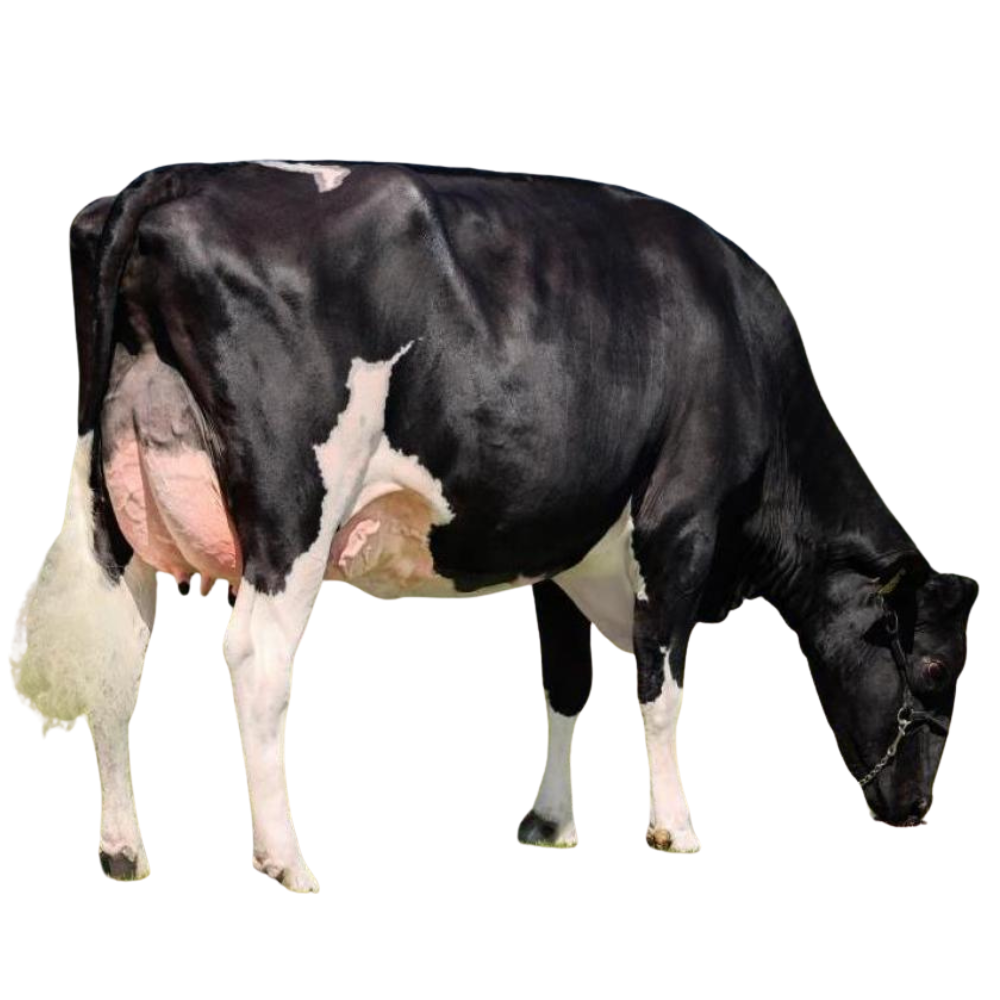 Moojo Semen