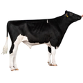 Moojo Sexed Semen