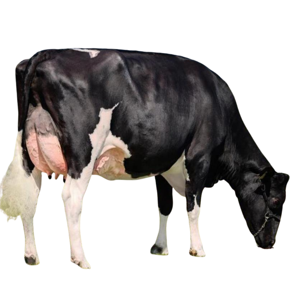 Moojo Sexed Semen