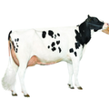 Multitude Bull Semen