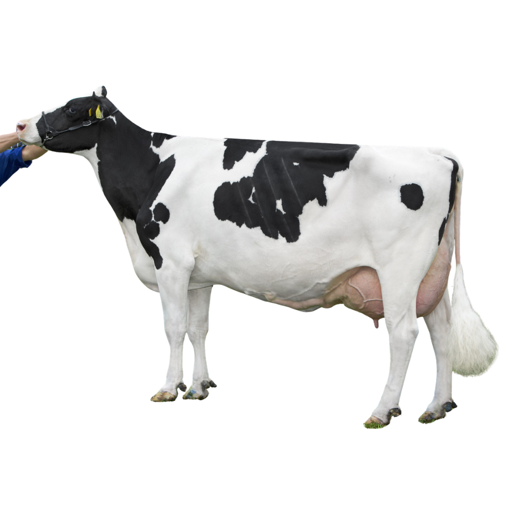 RH Norwin Semen
