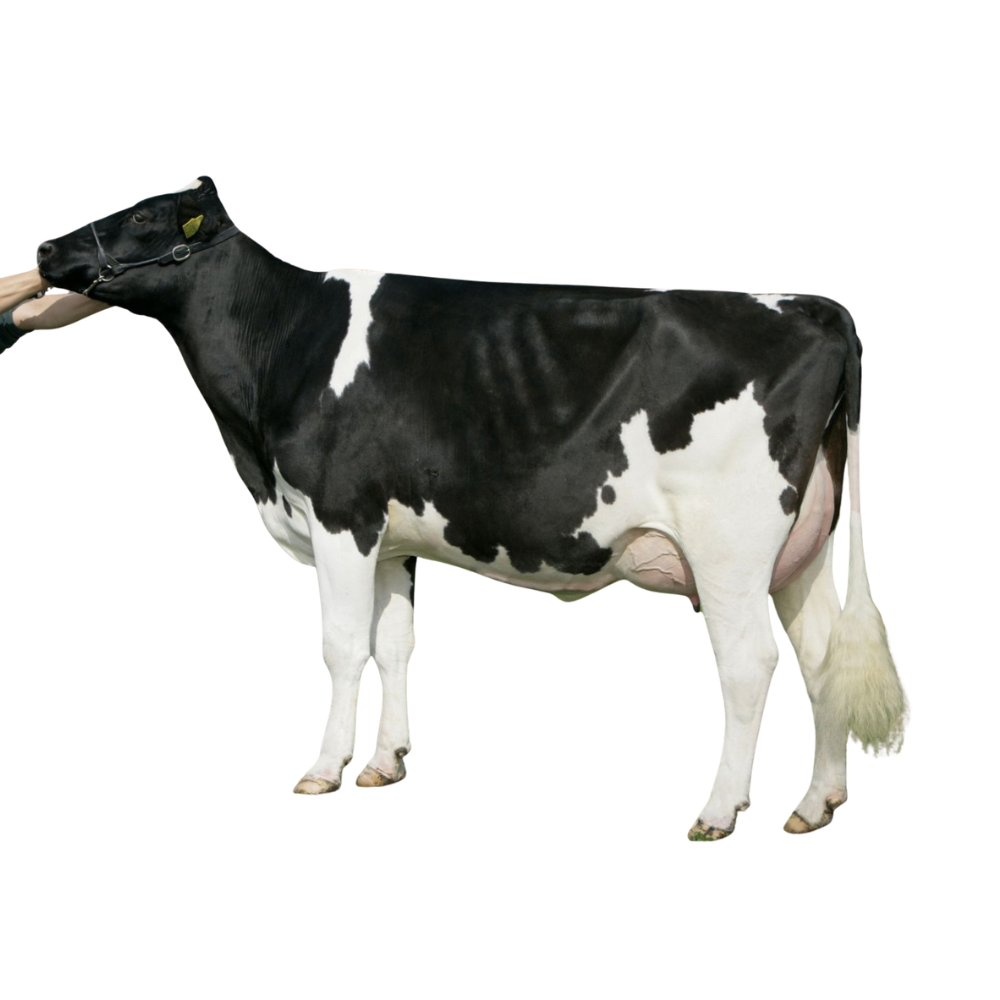 RH Norwin Semen