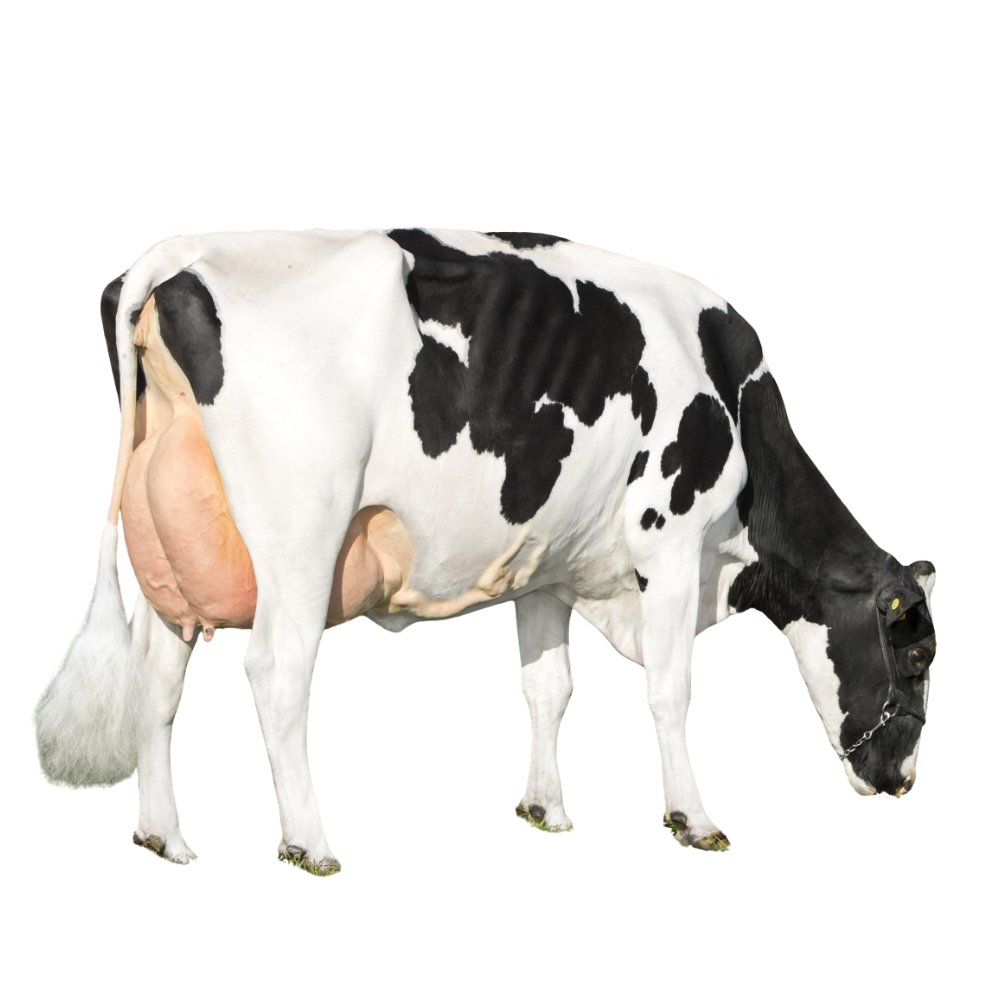 RH Norwin Semen