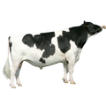 RH Norwin Semen