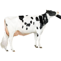 Oakland Sexed Semen