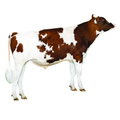 Orpheus Sexed Semen
