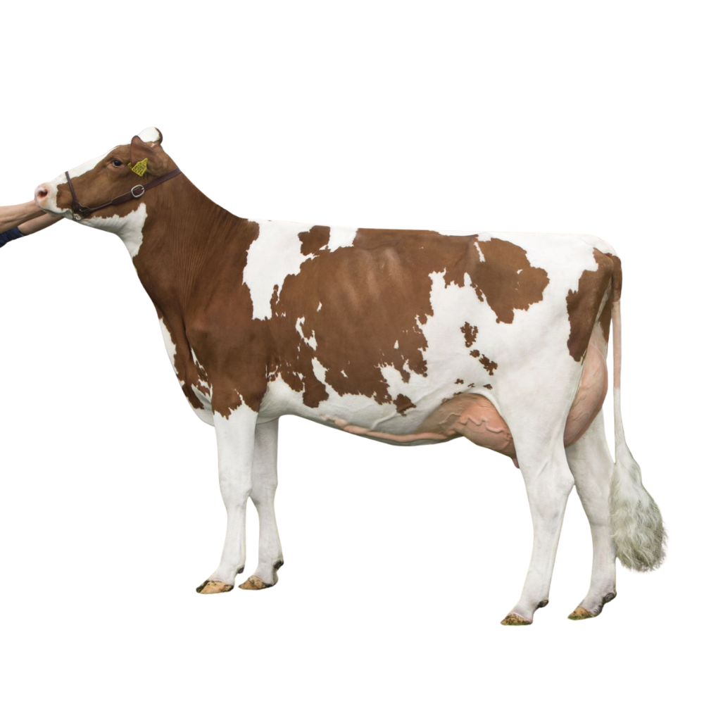 Peeldijker Outlaw Semen