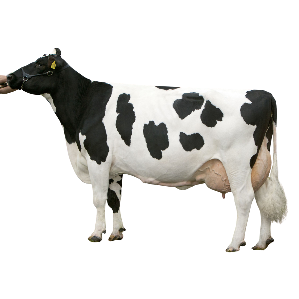 Peeldijker Outlaw Semen