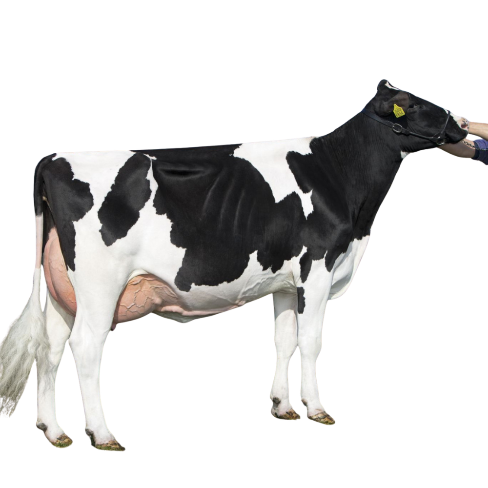 Peeldijker Outlaw Semen