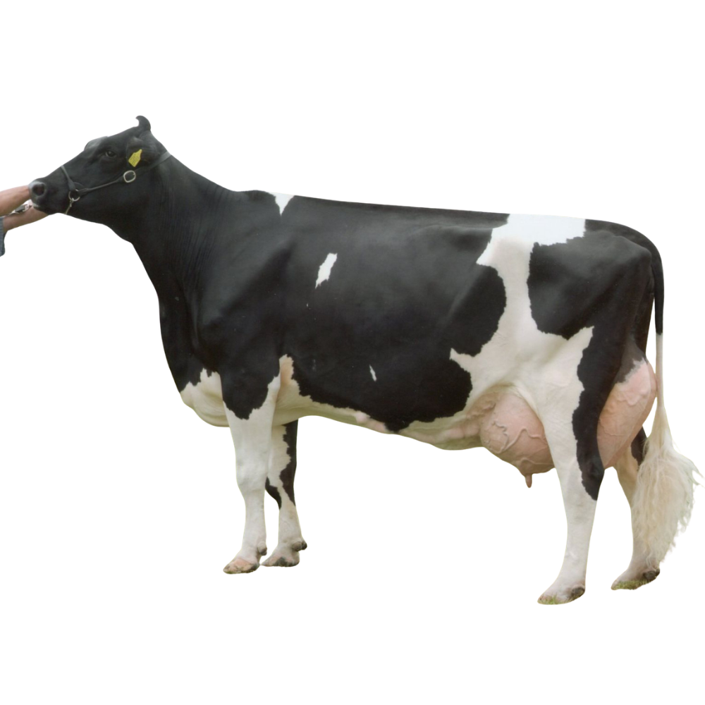 Peeldijker Outlaw Semen