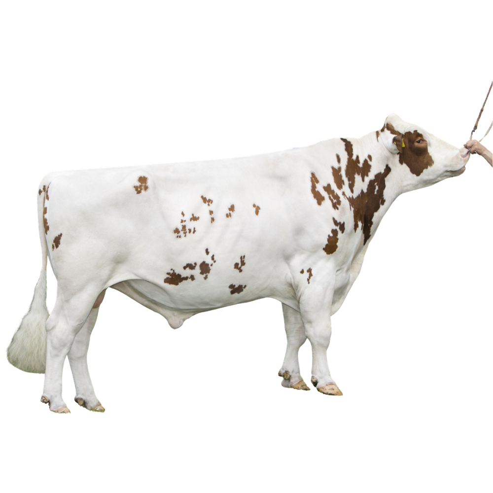 Peeldijker Outlaw Semen