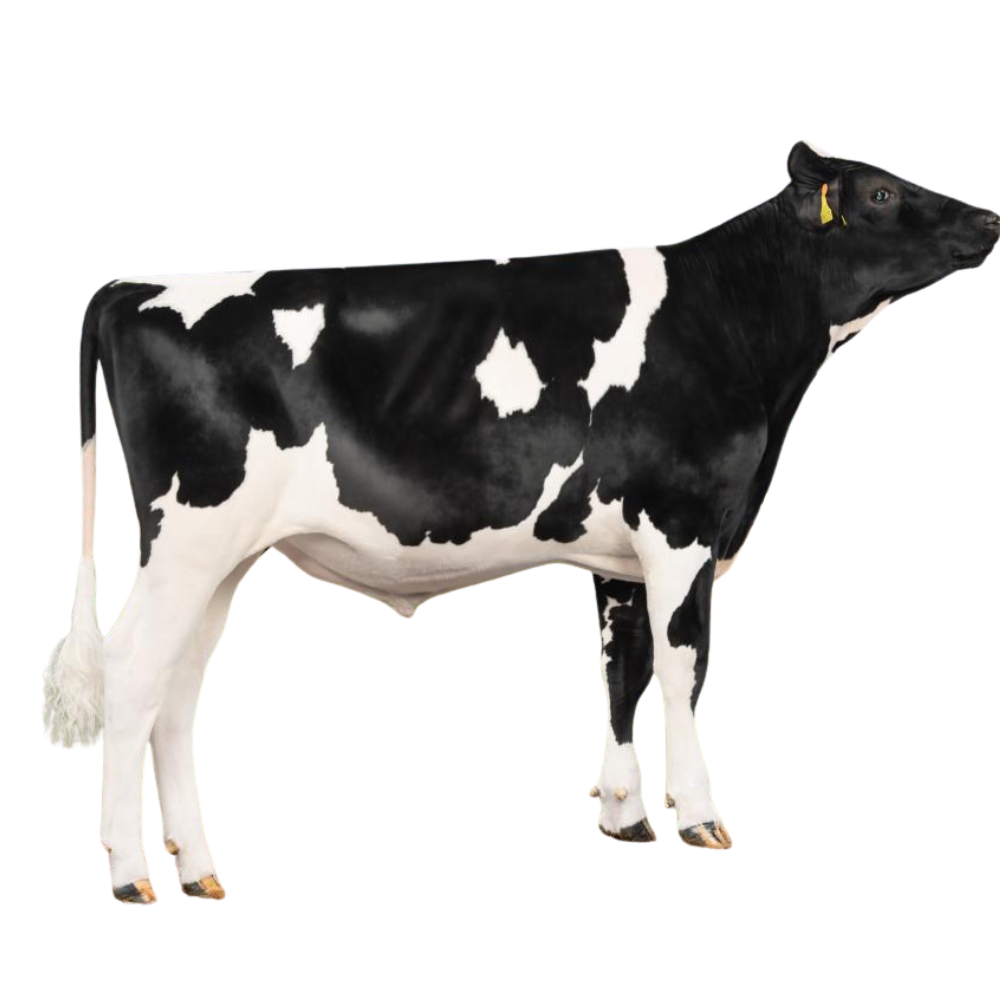 Palermo Bull Sexed Semen