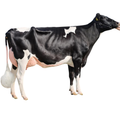 Palermo Bull Sexed Semen