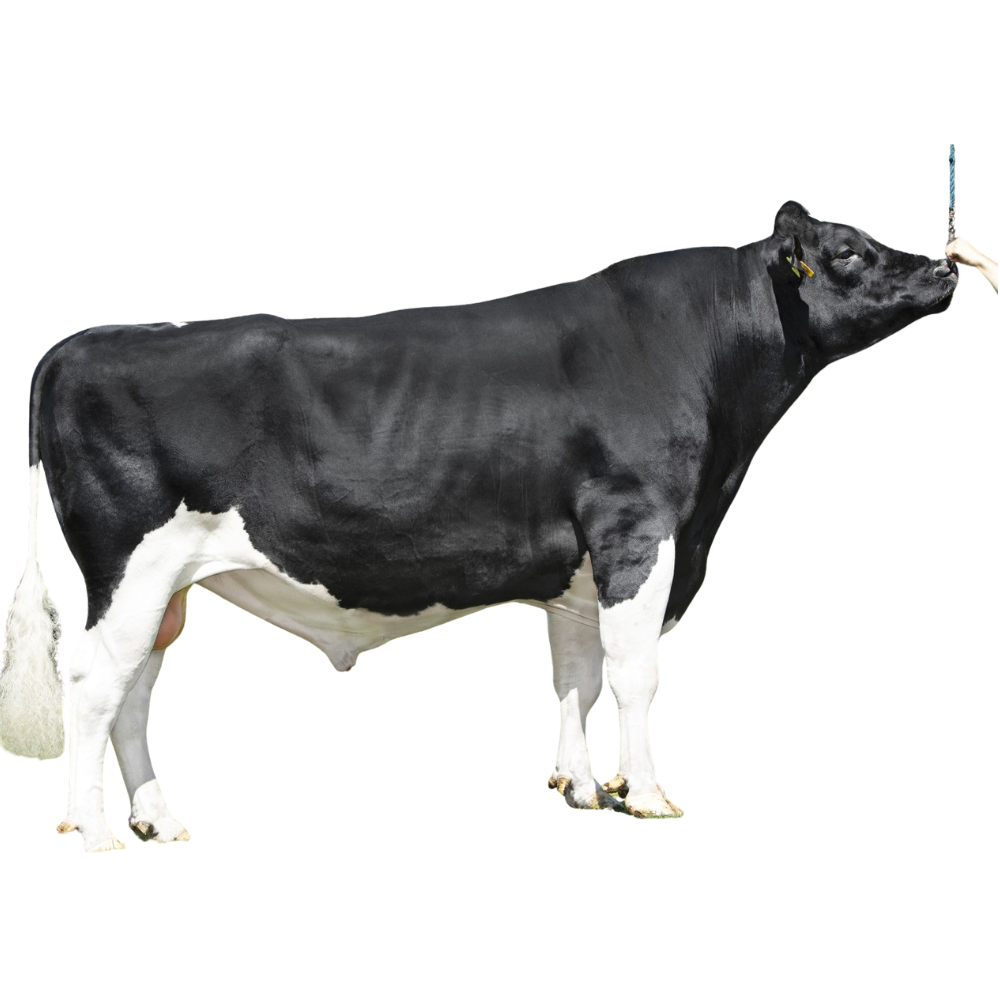 Plataan Florus Semen