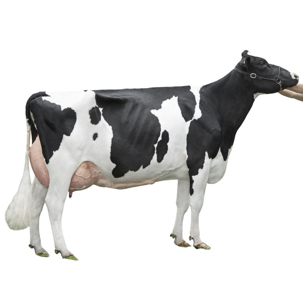 Plataan Florus Semen