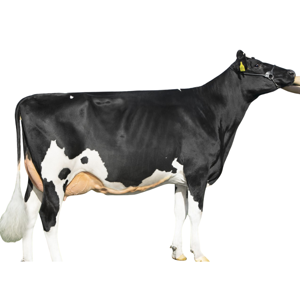 Plataan Florus Semen