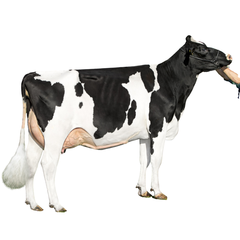 Plataan Florus Semen