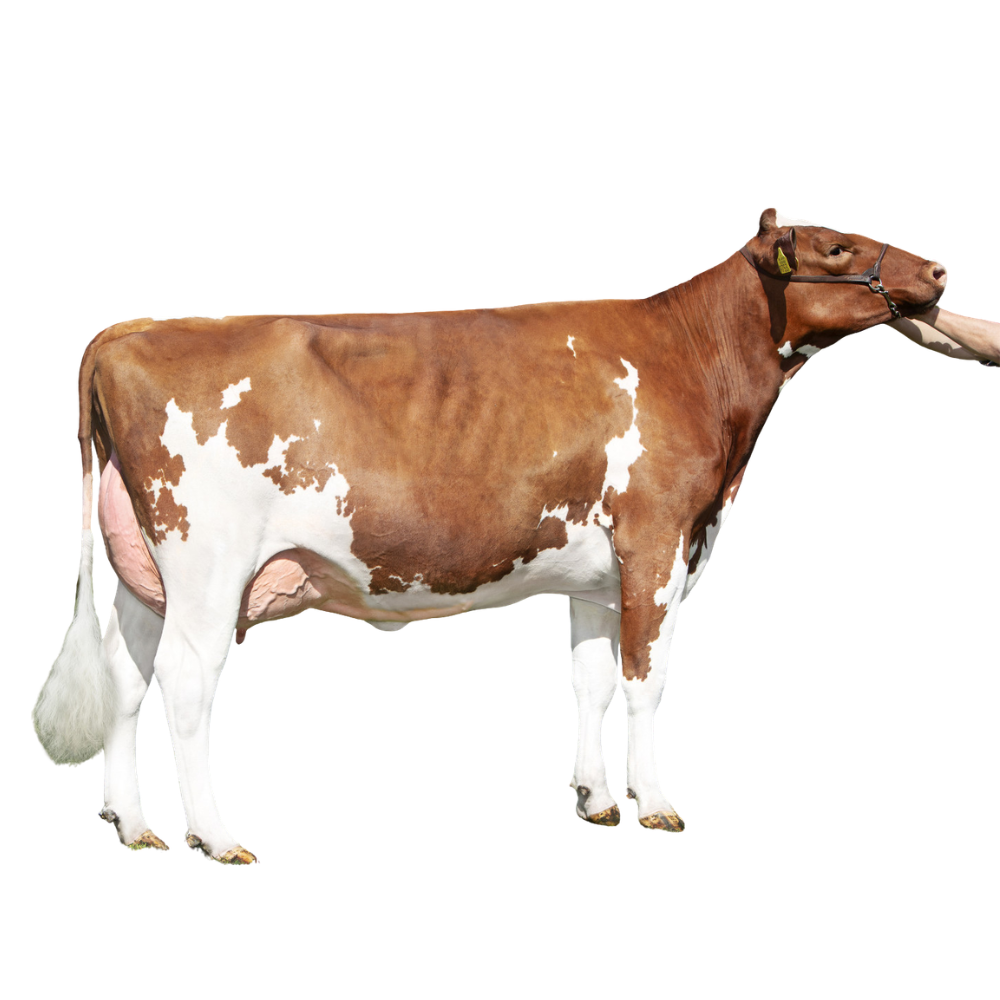 Ravello Semen