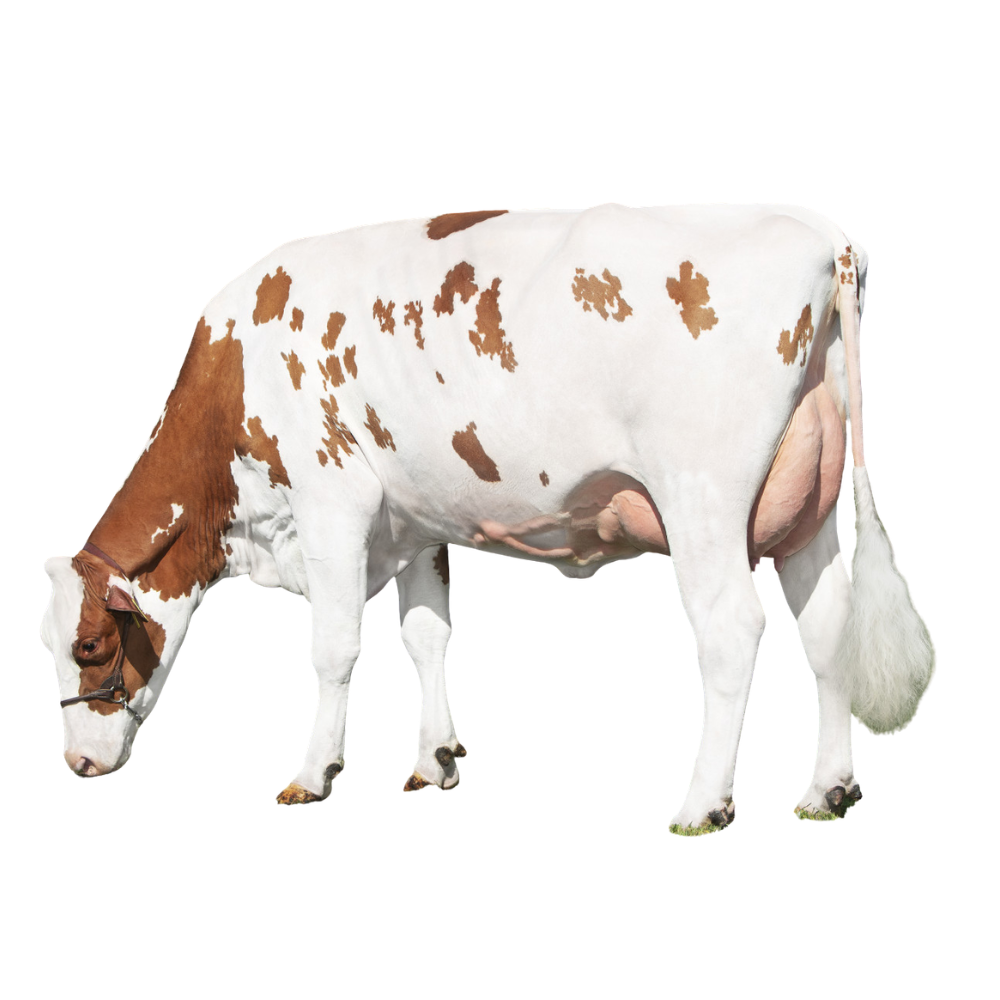 Ravello Semen