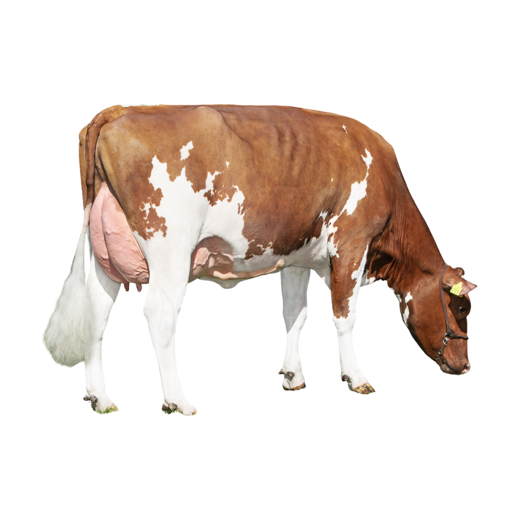 Ravello Semen