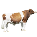 Ravello Semen