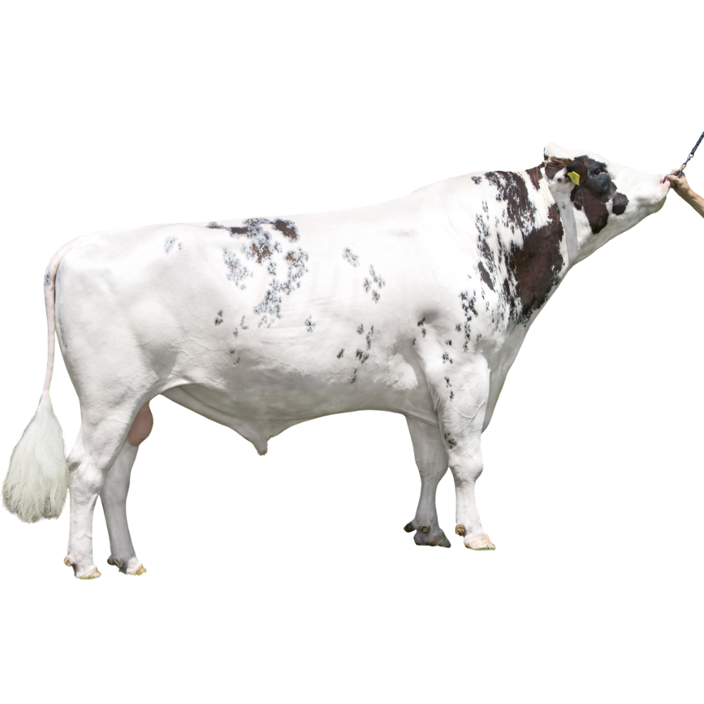 Red Devil Semen