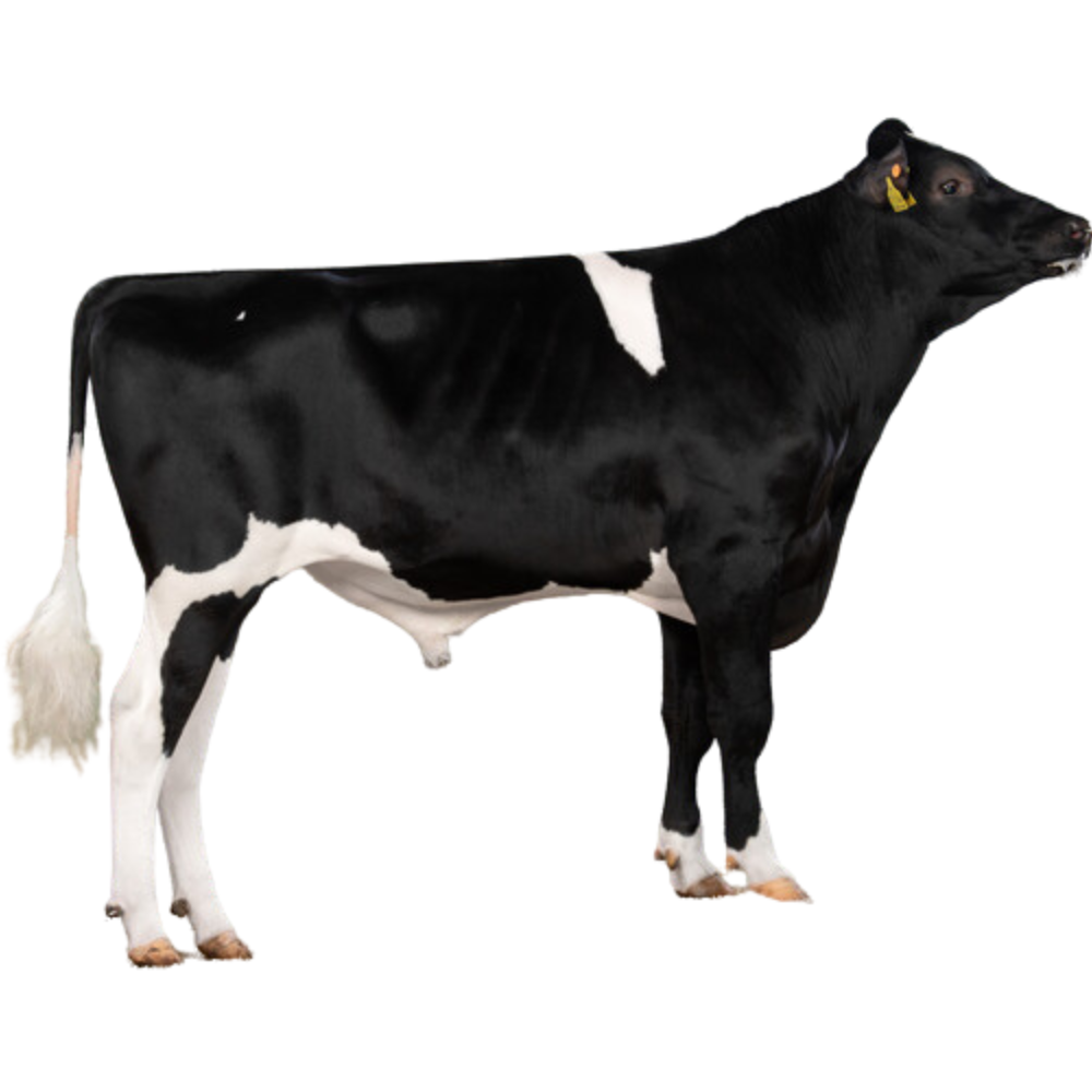 Ronaldo Semen