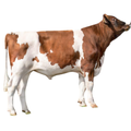 Sadio Red Semen
