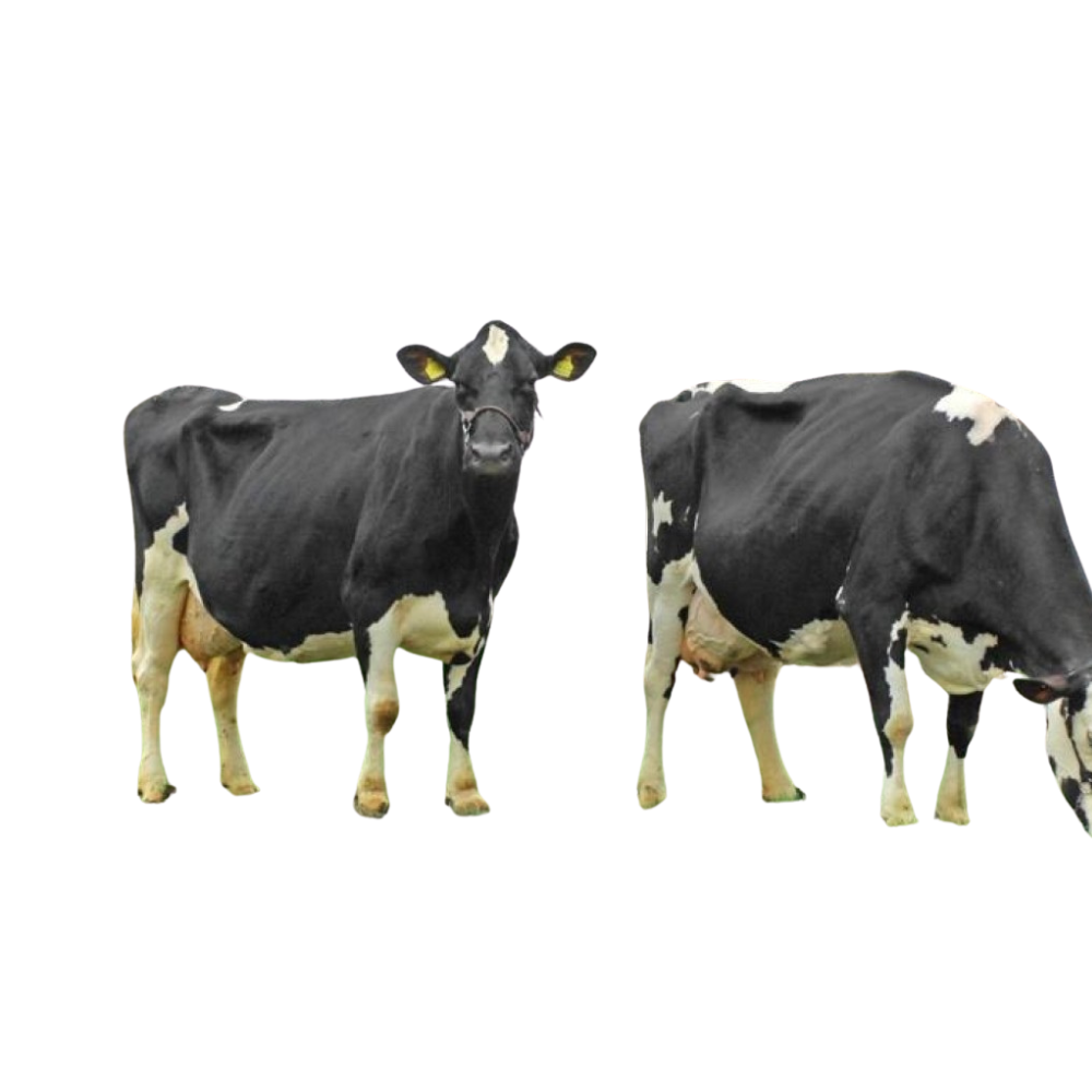Silvester Semen