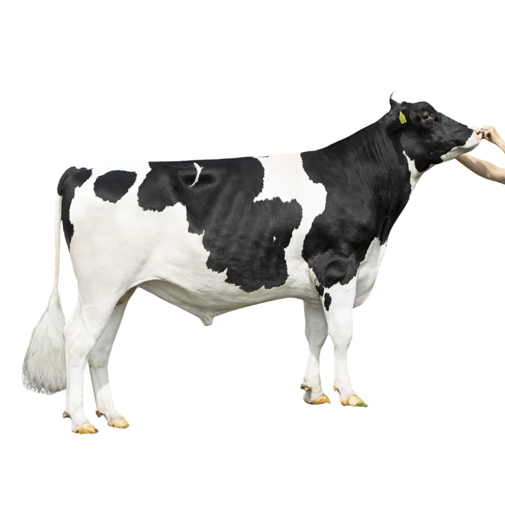 Silvester Semen