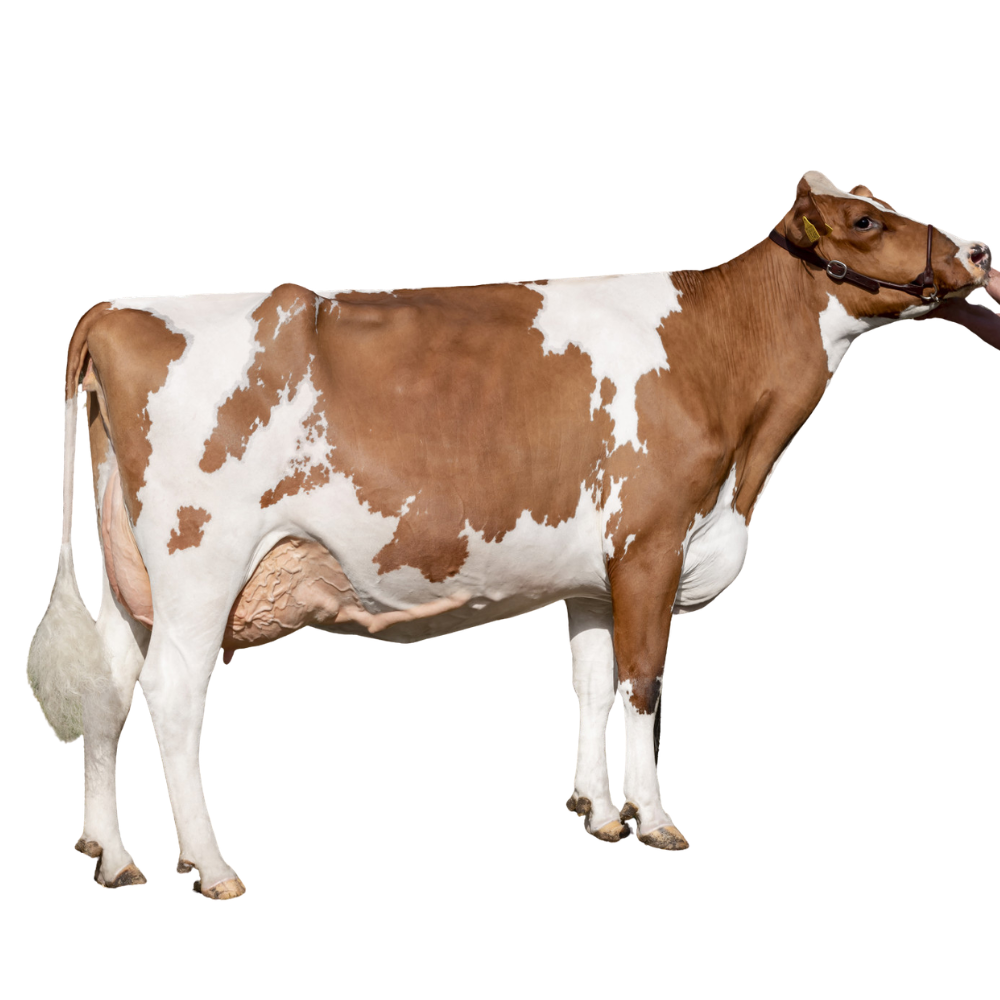 Timeless Bull Semen