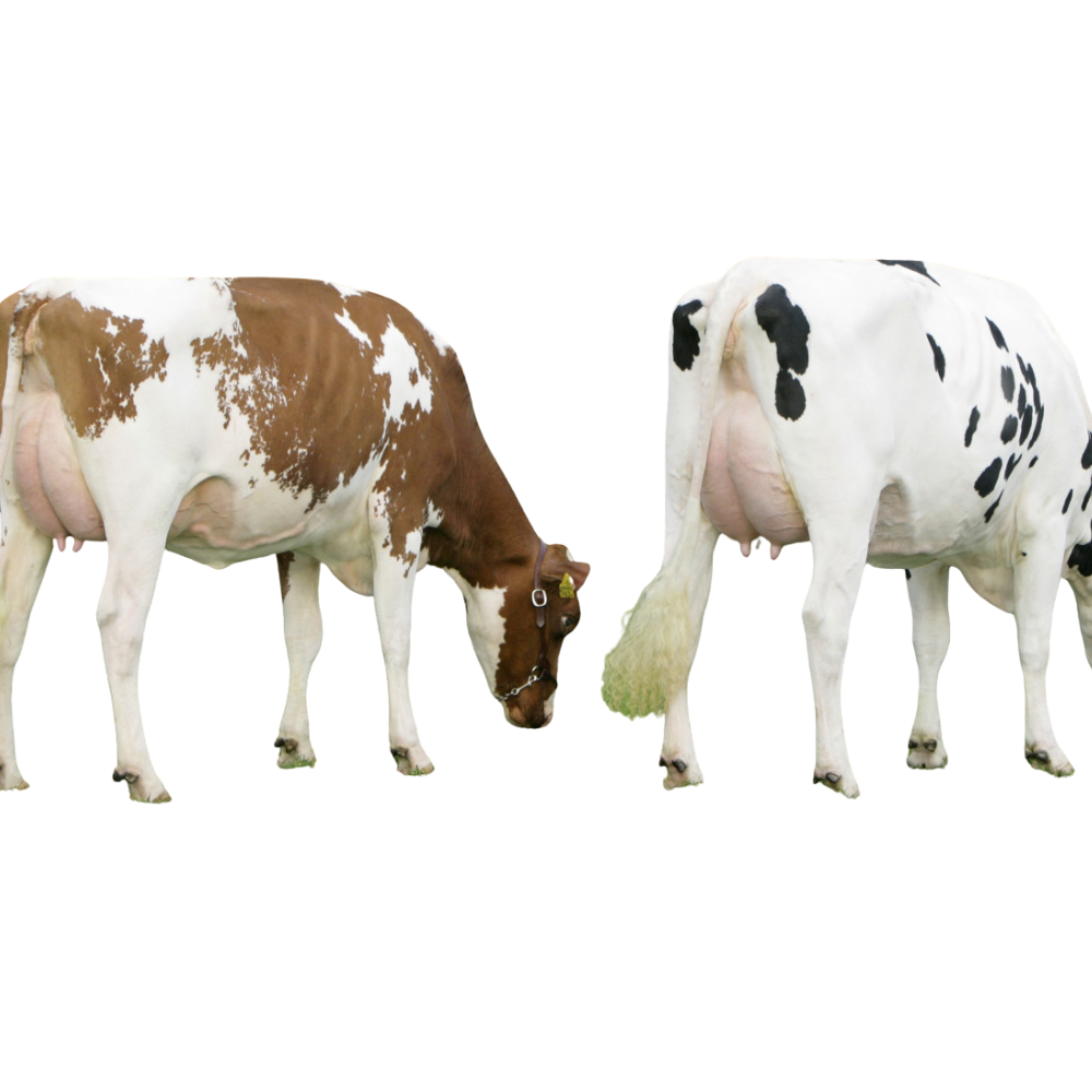 Timeless Bull Semen