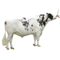 Timeless Bull Semen