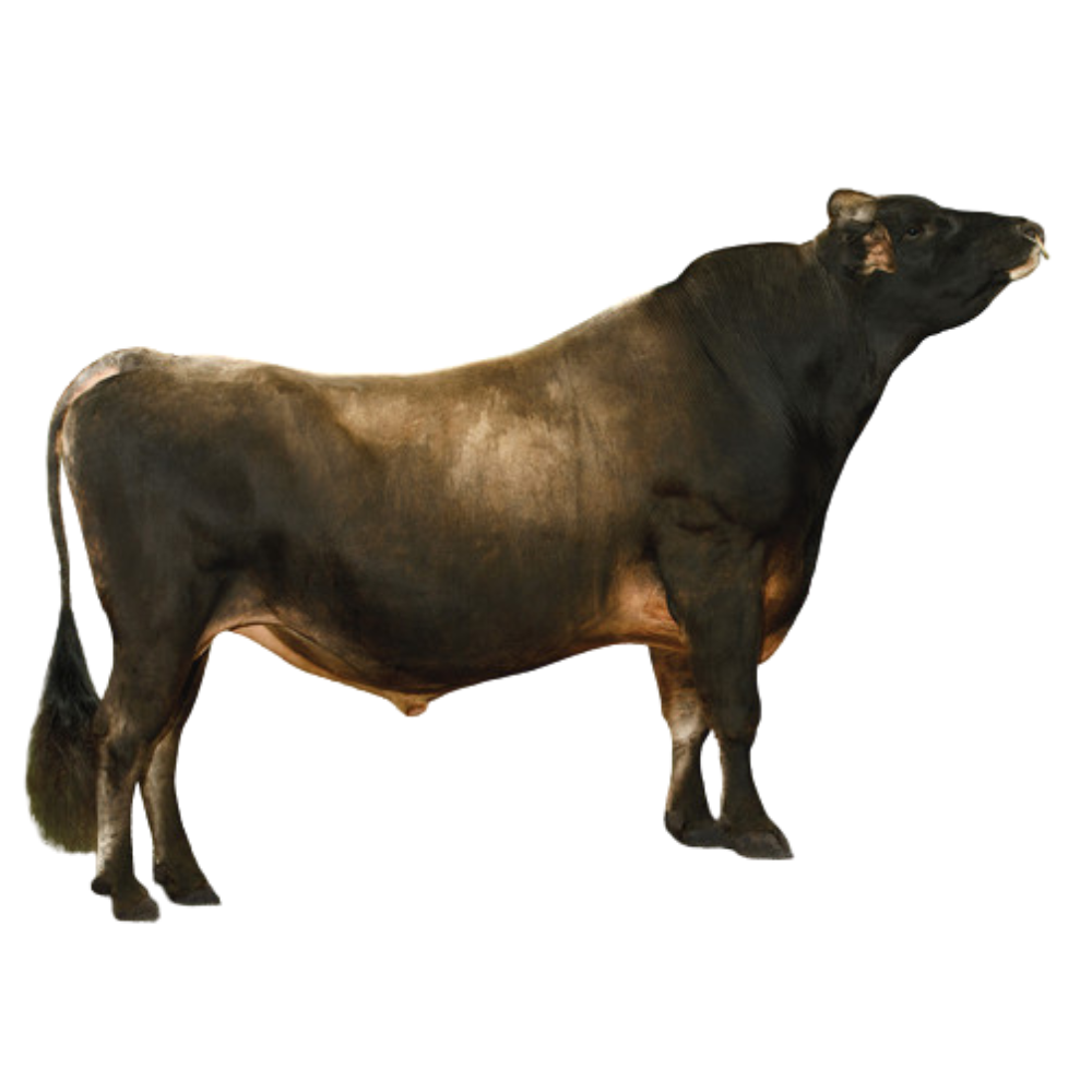 Tripp Semen