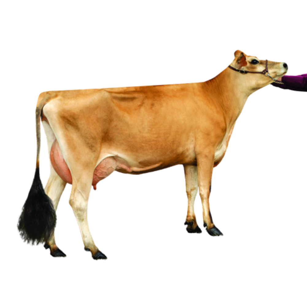 Tripp Semen