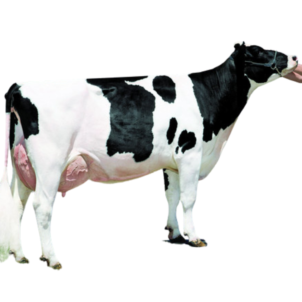 Tulare Semen