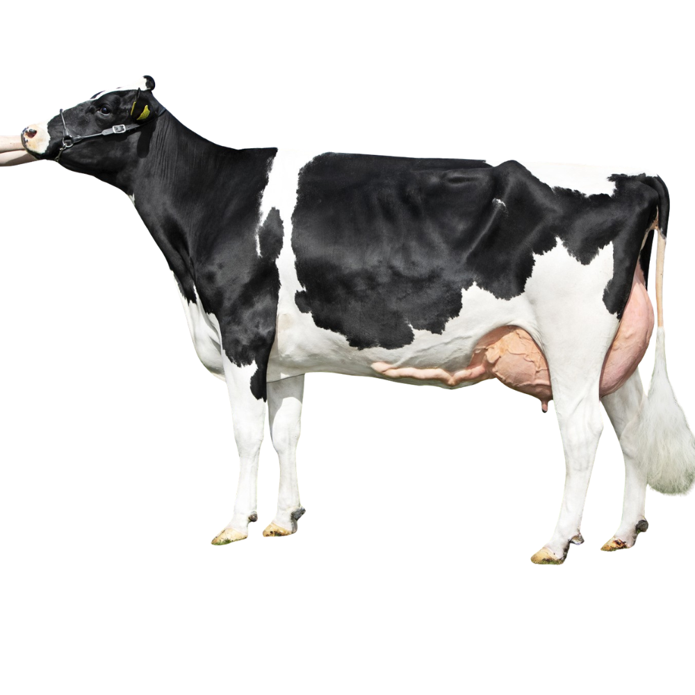 VDR Slash Semen