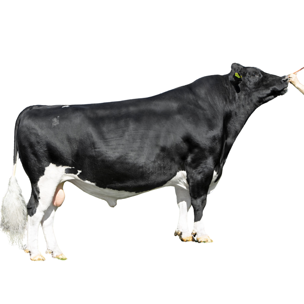 VDR Slash Semen