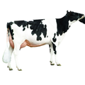 Website Bull Semen