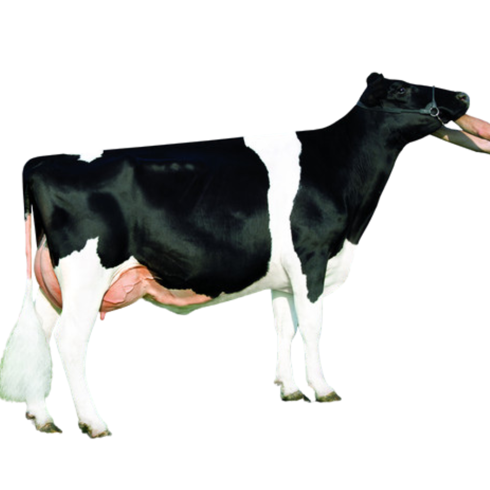 Woodrow Semen