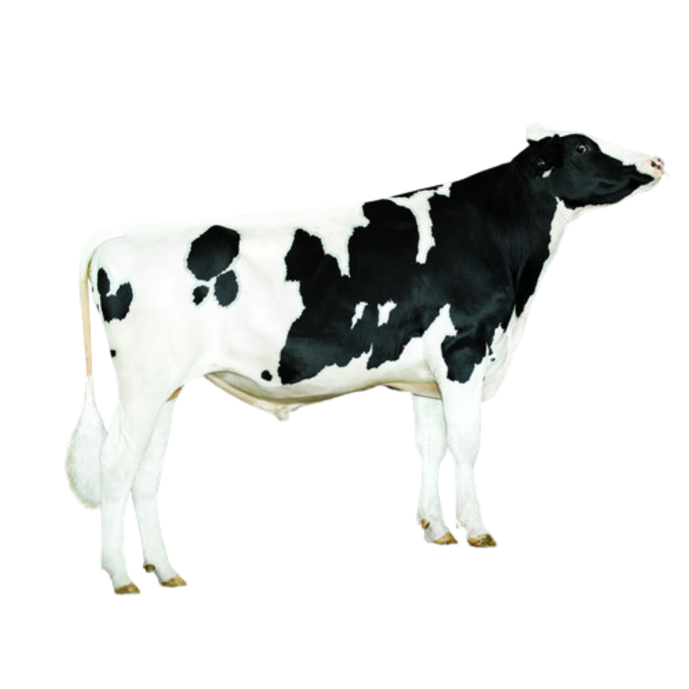 Woodrow Semen